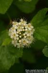 Photo: Physocarpus opulifolius 5.