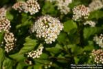 Photo: Physocarpus opulifolius 10.