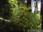 Photo: Pinus palustris 1.