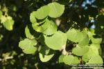 Photo: Populus tremula 19.