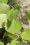 Photo: Populus tremula 38.