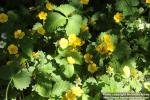 Photo: Potentilla megalantha 6.