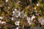 Photo: Prunus nipponica.