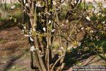 Photo: Prunus nipponica 1.