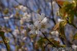 Photo: Prunus nipponica 2.