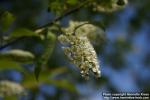 Photo: Prunus virginiana 16.