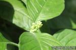 Photo: Psychotria kirkii 5.