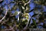 Photo: Ptelea trifoliata.