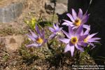 Photo: Pulsatilla vulgaris 11.