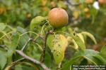 Photo: Pyrus ussuriensis 1.