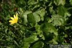 Photo: Ranunculus ficaria 5.