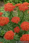 Photo: Rhodiola kirilowii 12.