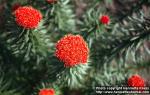 Photo: Rhodiola kirilowii 4.