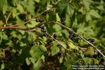 Photo: Ribes nigrum 7.