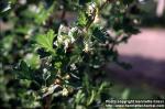 Photo: Ribes uva crispa 3.