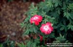 Photo: Rosa centifolia.