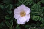 Photo: Rosa rugosa 9.