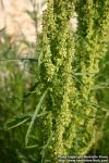 Photo: Rumex 6.