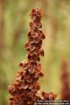 Photo: Rumex longifolius 8.