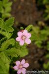 Photo: Rubus arcticus 7.