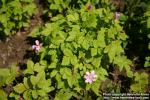 Photo: Rubus arcticus 8.