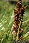 Photo: Rumex longifolius 2.