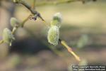 Photo: Salix 23.