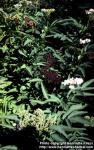 Photo: Sambucus ebulus 4.