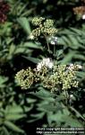 Photo: Sambucus ebulus 5.