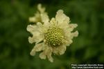 Photo: Scabiosa rhodopensis 1.