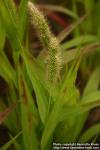 Photo: Setaria italica 5.