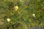 Photo: Sedum telephium 1.