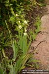 Photo: Sisyrinchium striatum 4.