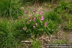 Photo: Silene dioica 3.