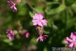 Photo: Silene dioica 11.