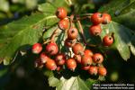 Photo: Sorbus intermedia 12.