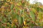 Photo: Sorbus alnifolia 09.