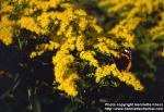 Photo: Solidago canadensis 2.