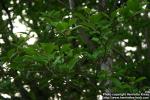 Photo: Stewartia pseudocamellia 6.