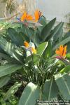 Photo: Strelitzia reginae 15.