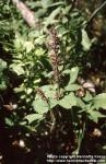 Photo: Stachys sylvatica 3.