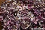 Photo: Syringa vulgaris 10.