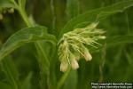 Photo: Symphytum officinale 11.