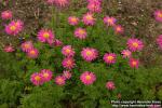 Photo: Tanacetum coccineum 4.