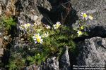 Photo: Tripleurospermum maritimum 1.