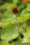 Photo: Trifolium incarnatum 4.