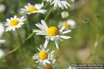 Photo: Tripleurospermum perforatum 5.