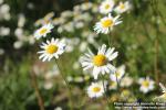 Photo: Tripleurospermum perforatum 6.