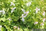 Photo: Trillium grandiflorum 09.