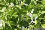 Photo: Trillium grandiflorum 13.